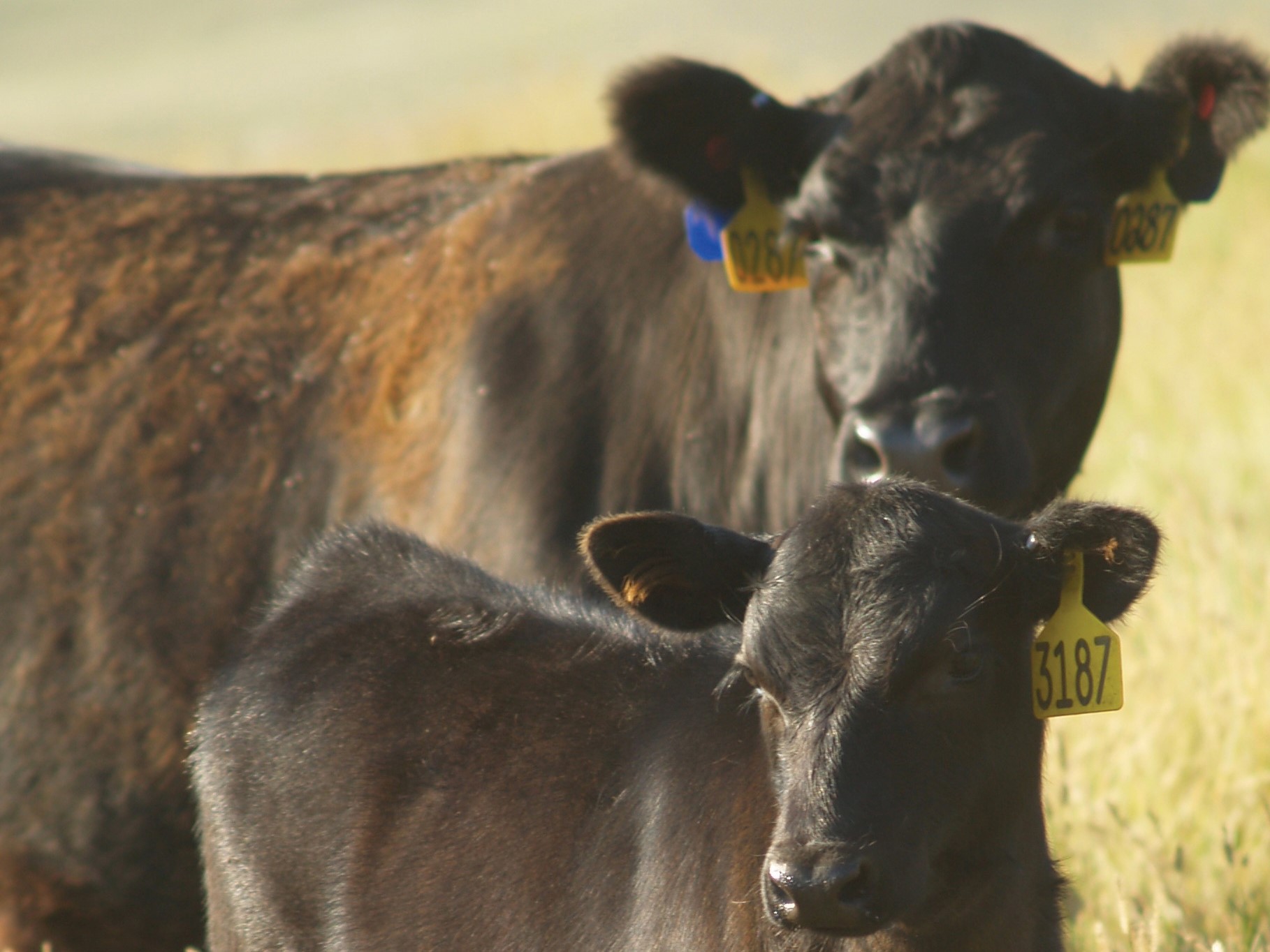 Ndsu Livestock Microbiome Research Poised To Address Challenges Facing